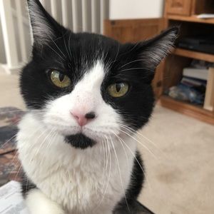 Meet your Posher, Jesse